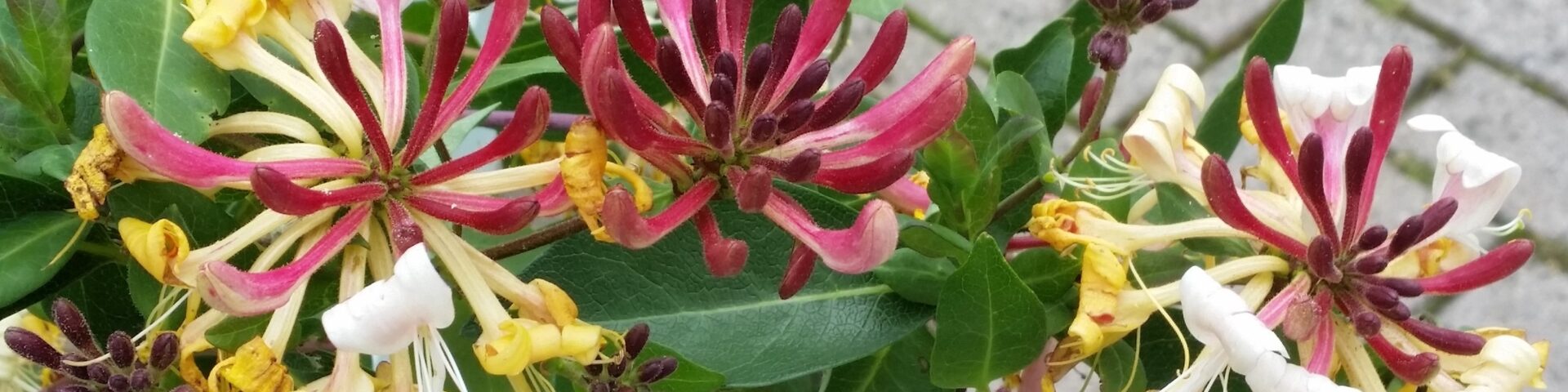 Bach Flower Pilot Study Header